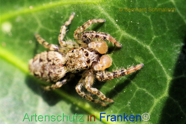 © Artenschutz in Franken® / Bernhard Schmalisch Bild zum Eintrag (1107660-160)
