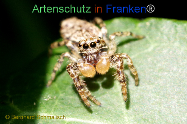 © Artenschutz in Franken® / Bernhard Schmalisch Bild zum Eintrag (1107661-160)