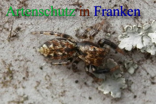Copyright AiS- Albert Meier Bild zum Eintrag (1107662-160)