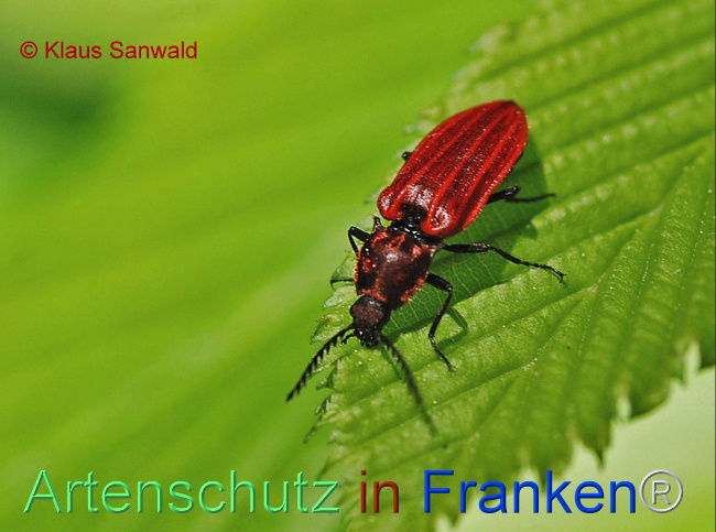 Bild zum Eintrag (1107731-160)