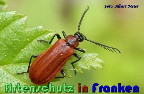 Bild zum Eintrag (1107744-160)