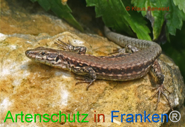 © Artenschutz in Franken® / Klaus Sanwald Bild zum Eintrag (1107779-160)