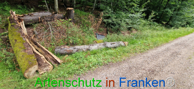 © Artenschutz in Franken® Bild zum Eintrag (1107794-160)