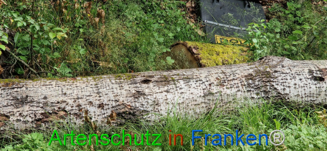 © Artenschutz in Franken® Bild zum Eintrag (1107801-160)