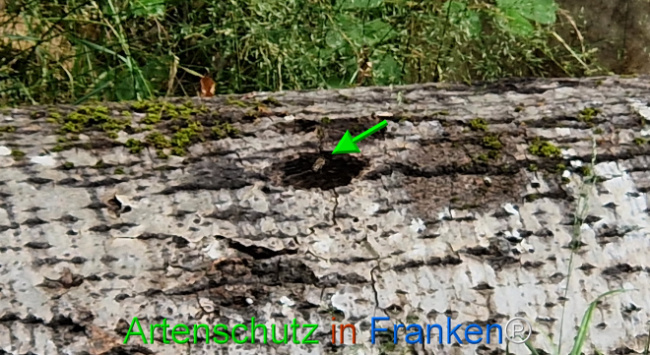 © Artenschutz in Franken® Bild zum Eintrag (1107803-160)