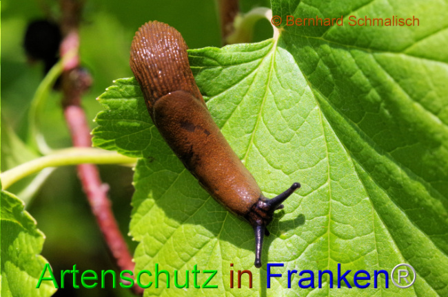 © Artenschutz in Franken® / Bernhard Schmalisch Bild zum Eintrag (1107987-160)