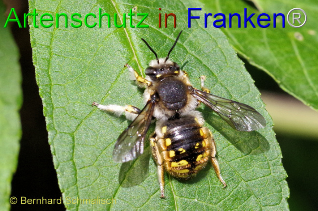 © Artenschutz in Franken® / Bernhard Schmalisch Bild zum Eintrag (1107997-160)