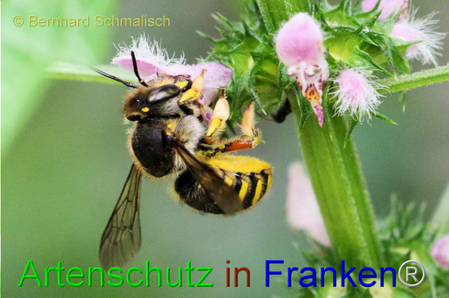 © Artenschutz in Franken® / Bernhard Schmalisch Bild zum Eintrag (1107999-160)