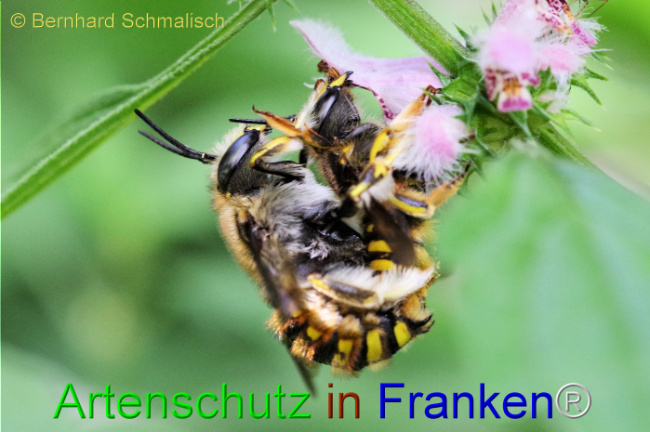 © Artenschutz in Franken® / Bernhard Schmalisch Bild zum Eintrag (1108001-160)