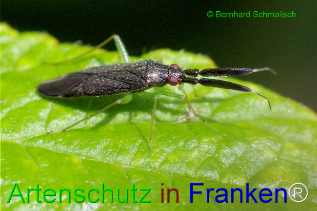 Bild zum Eintrag (1108016-160)