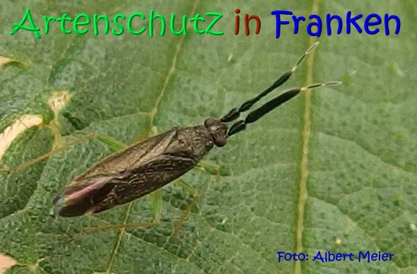 Bild zum Eintrag (1108019-160)