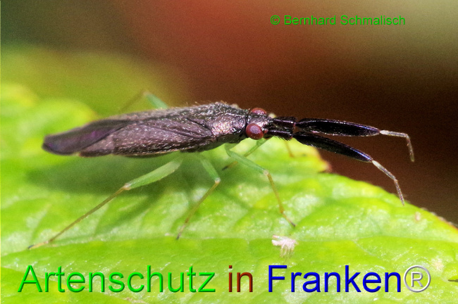 © Artenschutz in Franken® / Bernhard Schmalisch Bild zum Eintrag (1108021-160)