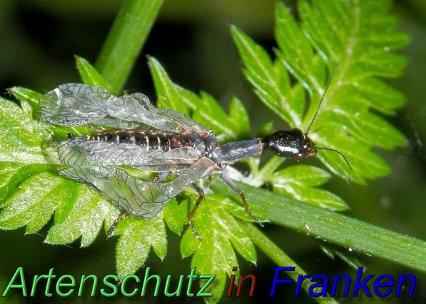 Copyright AiS- Albert Meier Bild zum Eintrag (1108040-160)