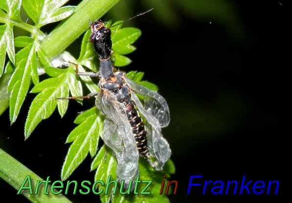 Copyright AiS- Albert Meier Bild zum Eintrag (1108041-160)