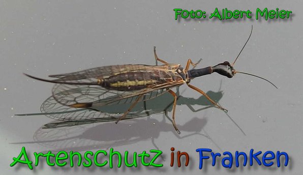 Copyright AiS Albert Meier Bild zum Eintrag (1108043-160)