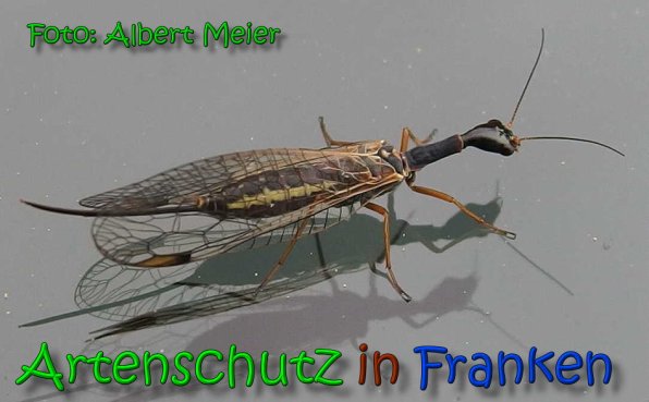 Copyright AiS Albert Meier Bild zum Eintrag (1108045-160)