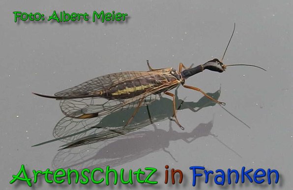 Copyright AiS Albert Meier Bild zum Eintrag (1108046-160)