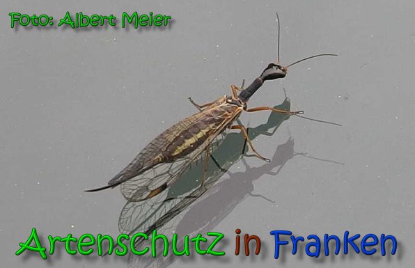 Copyright AiS Albert Meier Bild zum Eintrag (1108047-160)