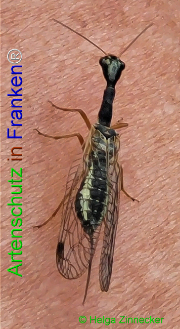 © Artenschutz in Franken® / Helga Zinnecker Bild zum Eintrag (1108056-160)