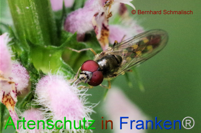 © Artenschutz in Franken® / Bernhard Schmalisch Bild zum Eintrag (1108122-160)
