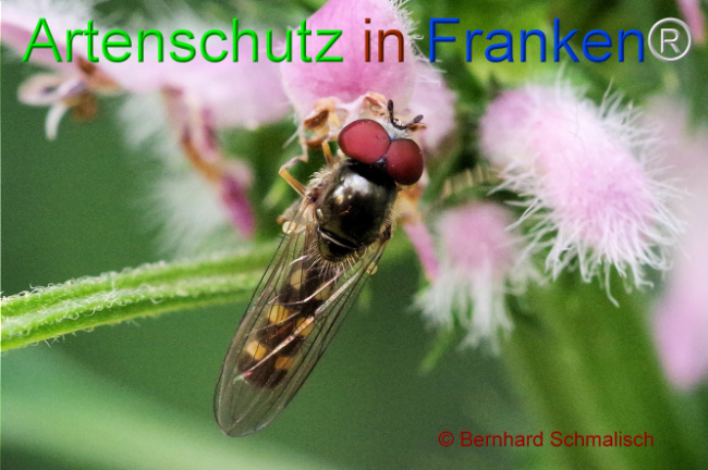 © Artenschutz in Franken® / Bernhard Schmalisch Bild zum Eintrag (1108123-160)