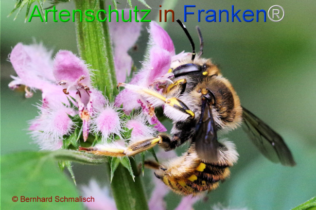© Artenschutz in Franken® / Bernhard Schmalisch Bild zum Eintrag (1108130-160)