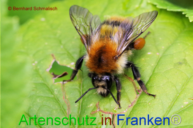 © Artenschutz in Franken® / Bernhard Schmalisch Bild zum Eintrag (1108136-160)