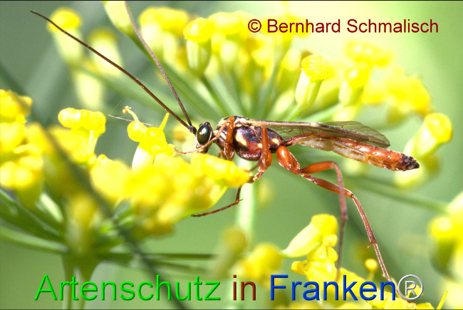 © Artenschutz in Franken® / Bernhard Schmalisch Bild zum Eintrag (1108171-160)