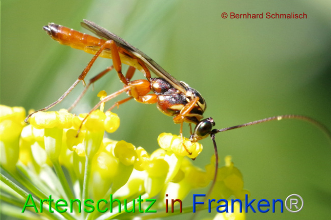 © Artenschutz in Franken® / Bernhard Schmalisch Bild zum Eintrag (1108172-160)