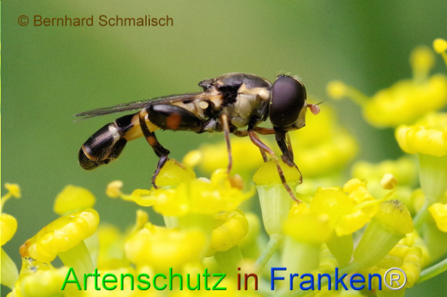 Bild zum Eintrag (1108174-160)