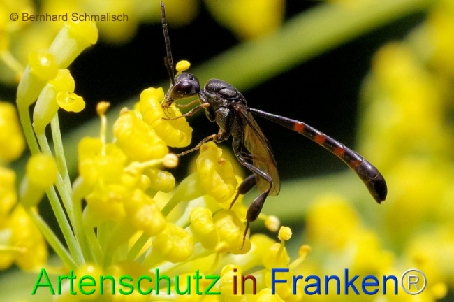 © Artenschutz in Franken® / Bernhard Schmalisch Bild zum Eintrag (1108184-160)