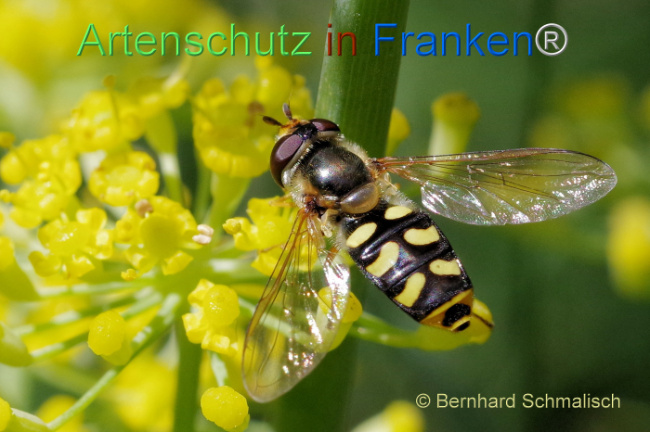 © Artenschutz in Franken® / Bernhard Schmalisch Bild zum Eintrag (1108311-160)