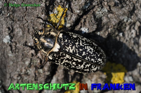 Copyright AiS Helga Zinnecker Bild zum Eintrag (1108328-160)