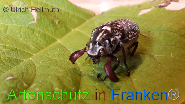 © Artenschutz in Franken® / Ulrich Hellmuth Bild zum Eintrag (1108329-160)