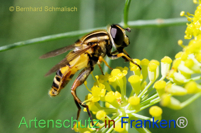 © Artenschutz in Franken® / Bernhard Schmalisch Bild zum Eintrag (1108332-160)