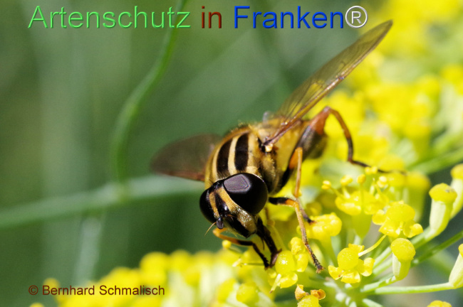 © Artenschutz in Franken® / Bernhard Schmalisch Bild zum Eintrag (1108334-160)