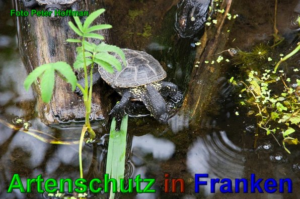 Copyright AiS - Peter Hoffmann Bild zum Eintrag (1108379-160)