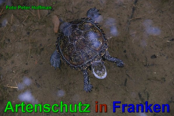 Bild zum Eintrag (1108380-160)