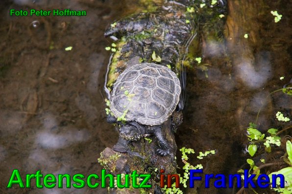 Bild zum Eintrag (1108381-160)