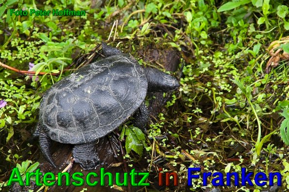 Bild zum Eintrag (1108382-160)