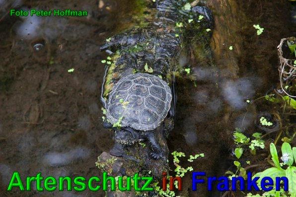 Copyright AiS - Peter Hoffmann Bild zum Eintrag (1108383-160)