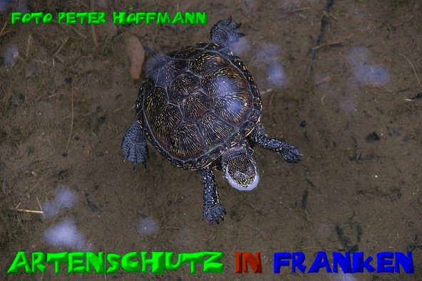 Copyright AiS - Peter Hoffmann Bild zum Eintrag (1108384-160)