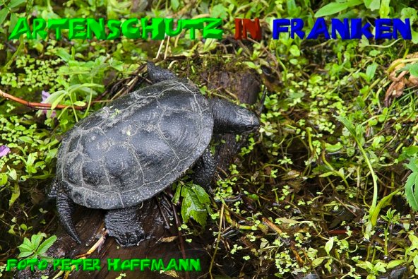 Copyright AiS - Peter Hoffmann Bild zum Eintrag (1108385-160)