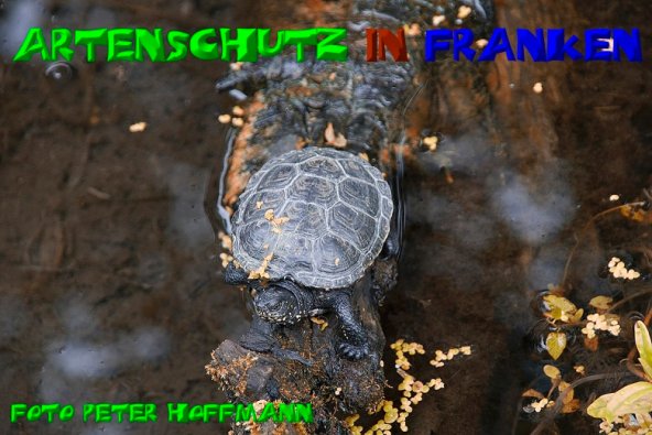 Copyright AiS - Peter Hoffmann Bild zum Eintrag (1108386-160)