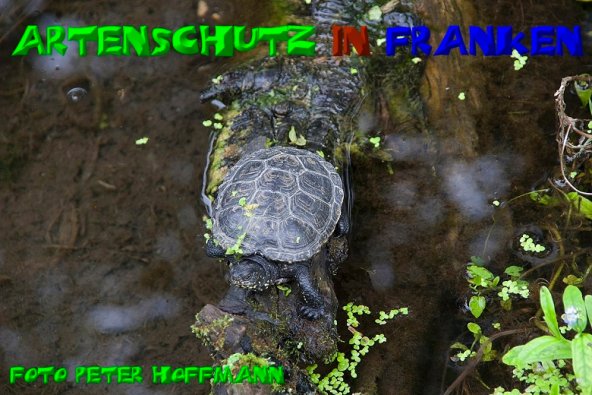 Copyright AiS - Peter Hoffmann Bild zum Eintrag (1108388-160)