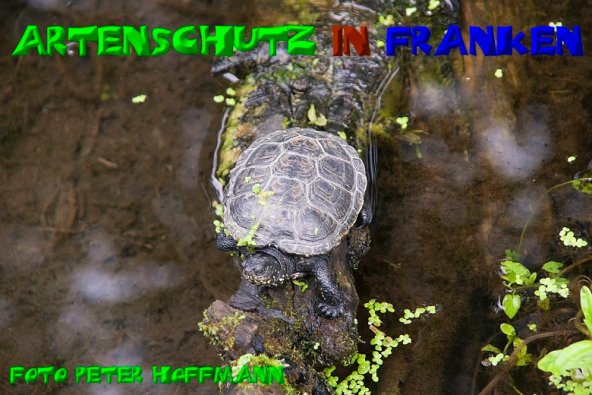 Copyright AiS - Peter Hoffmann Bild zum Eintrag (1108390-160)