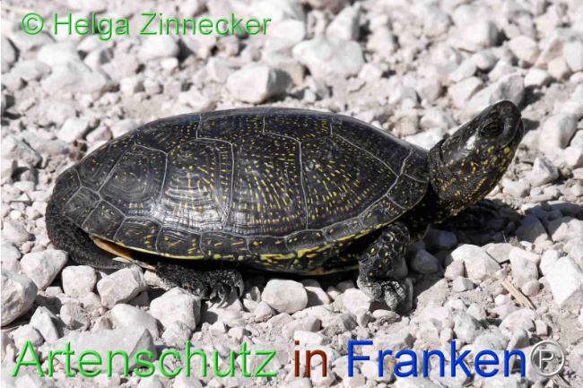© Artenschutz in Franken® / Helga Zinnecker Bild zum Eintrag (1108400-160)