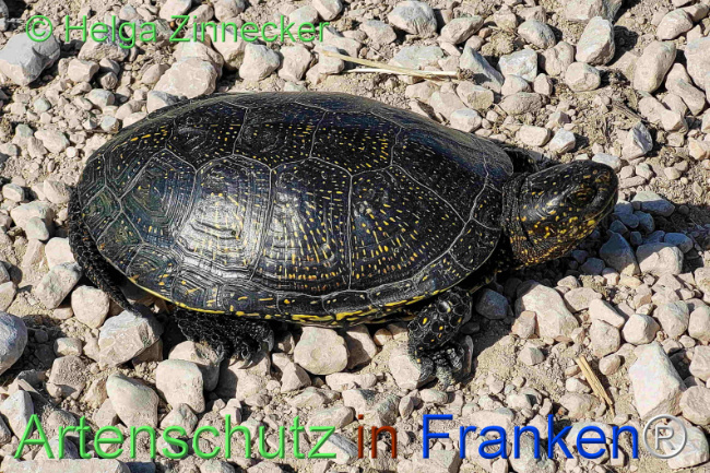 © Artenschutz in Franken® / Helga Zinnecker Bild zum Eintrag (1108401-160)