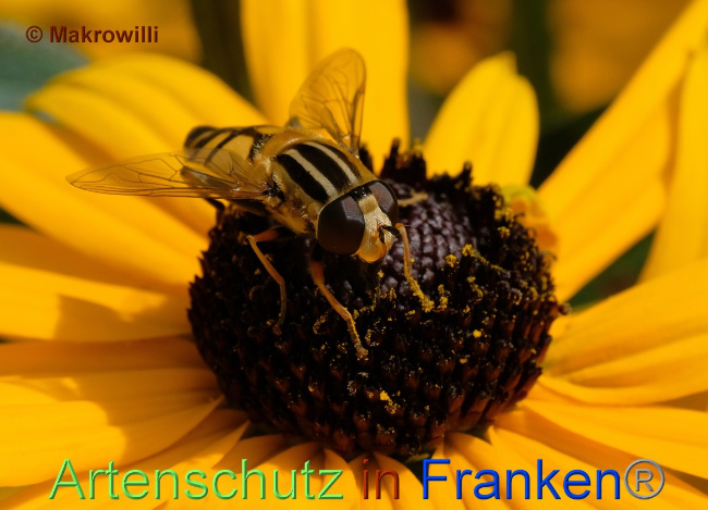 Bild zum Eintrag (1108418-160)