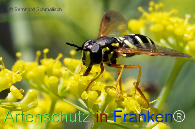 Bild zum Eintrag (1108461-160)